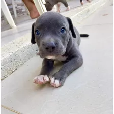 Cachorro Pitbull Blue Bogotá, Cali, Pereira Animal Pets 