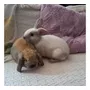 Tercera imagen para búsqueda de conejos orejas caidas