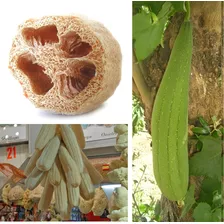 100 Sementes Buxa Bucha Vegetal Luffa Aegyptiaca + Brinde