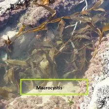 Alga Macrocystis De Patagonia, Productores. 1/2 Kg.
