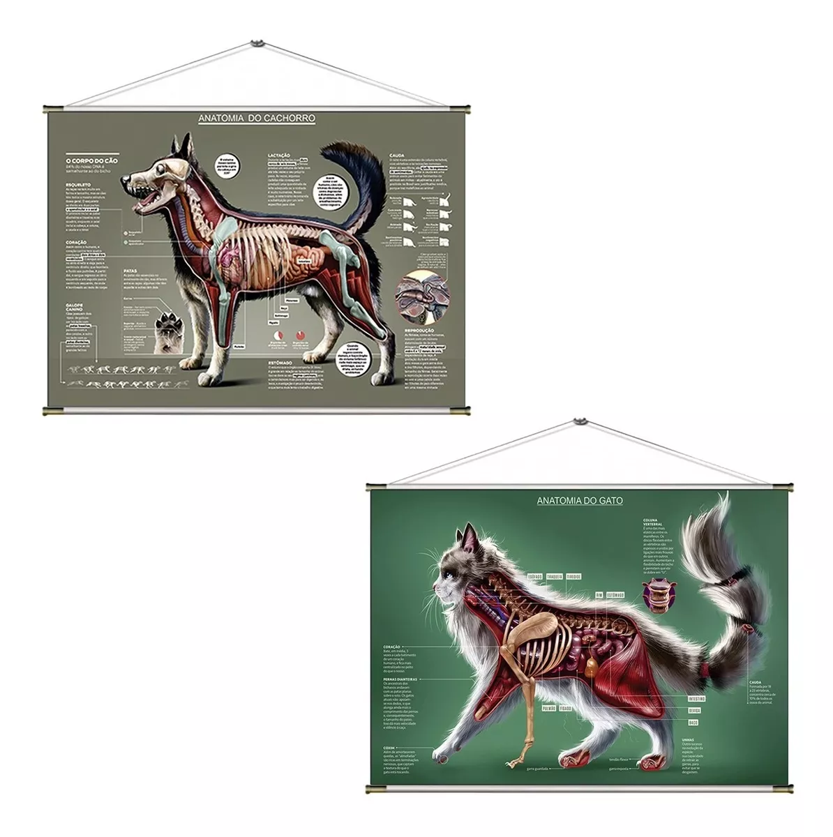 Mapa Anatomia Cachorro E Gato Banner Lona Impressão Digital