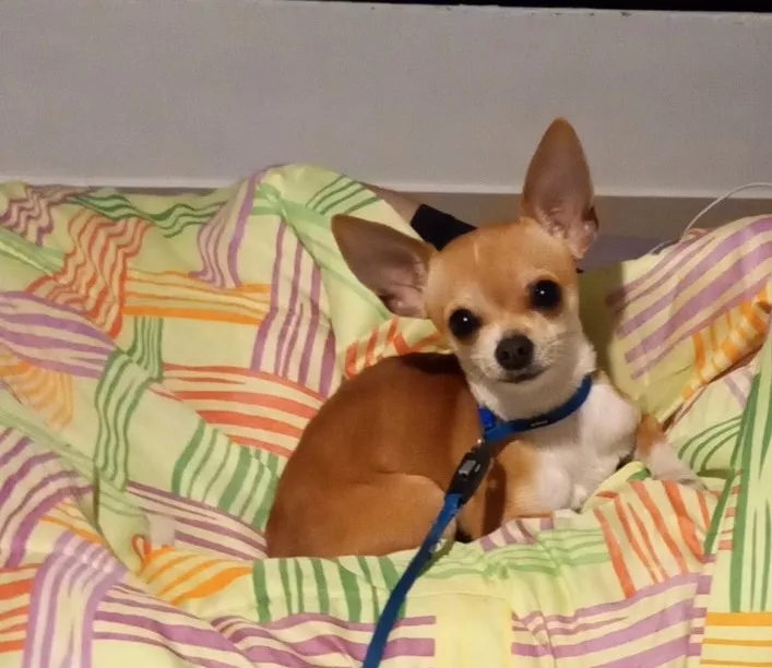 Chihuahua Para La Monta
