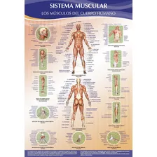 Poster El Sistema Muscular