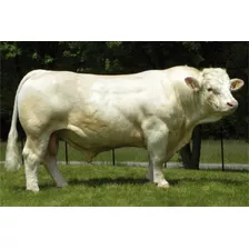 Semen Bovino Charolais - Azan