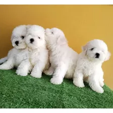 Cachorros Bichon Frise Mini