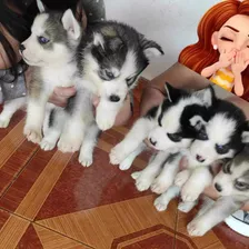 Cachorros Husky Siberiano 100% Puros