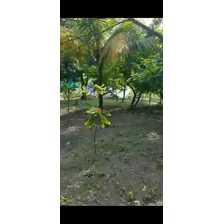 Se Vende Finca Con Casa En Higuey 