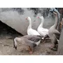 Tercera imagen para búsqueda de gansos africanos