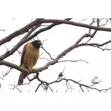 Fotografia: Taguató (rupornis Magnirostris)