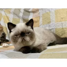 Hermosos Gatitos Persa Reserva