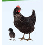 Tercera imagen para búsqueda de gallinas ponedoras