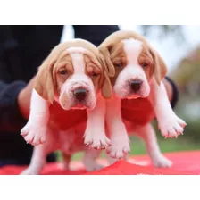 Beagle Bicolor Cachorros