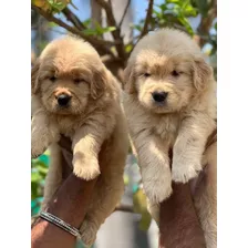 Auténticos Cachorros Golden Retriever A-1, Padres Importados