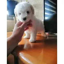 French Poodle Mini Toy 