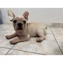 Buldog Frances, En Venta 3.5 Meses De Edad Cuenta Con Pedigr