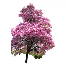 Arbol De Guayacan Rosa Palo De Rosa Primavera