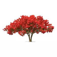 Arbol Tabachin Rojo Flamboyán Exótico Delonix Regia