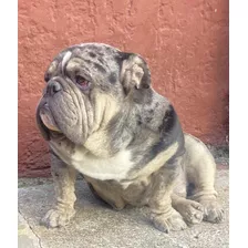 Monta Bulldog Inglés Exótico 