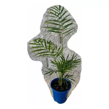 Mini Palmeira - Chamaedorea Elegans Bem Verdinha Muda Padrão