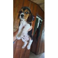 Perra Beagle 
