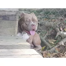 Procuro Macho American Bully Para Cruza .