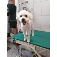 Peluqueria Canina