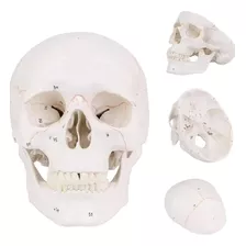 Modelo Crânio Caveira Branco Decorativo Resina Rachadura