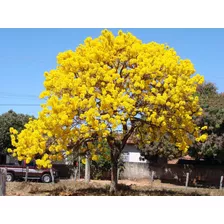  Ipê Amarelo Sementes Para Mudas E Bonsai