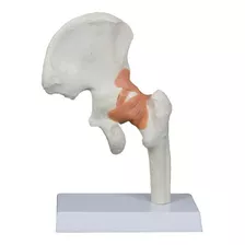 Articulação Coxofemoral/ Modelo Anatomico