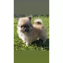 Venta Pomerania Lulu Blanco Y Cafe Medellin Cali Bogota