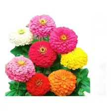 Semillas De Zinnia Gigante Prosperidad