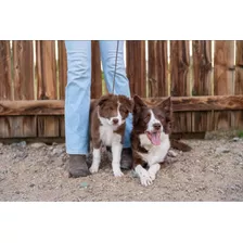 Venta Border Collie Raza Pura Cali Medellín Bogotá Café