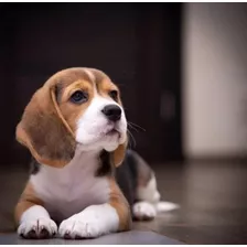 Cachorros Beagle Tricolor Sweet Canin