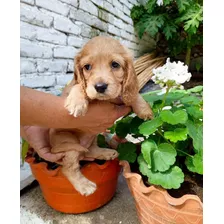 Cachorros Cocker Spaniel Americanos