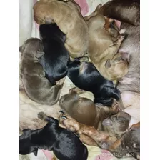 Salchichas Dachshund Mini Kitchiqueen Exoticos Puros Hermosa