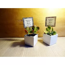 Regalos Recuerdos Eventos Cactus Elegante Cerámica Y Mensaje