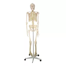 Esqueleto Natural Modelo Anatomico 1.70 Zeigen Educacion