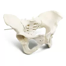 Pelvis Femenina Flexible - Modelo Anatómico 