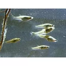 Madrecitas, Morenitas Alimento Vivo Para Peces