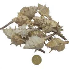 Conchitas Decorativas