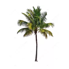 Palmeira Guariroba ( 25 Sementes)