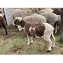 Tercera imagen para búsqueda de ovejas corderos