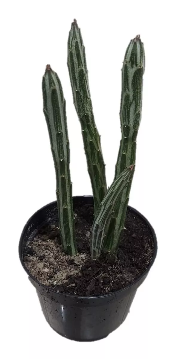 Cactos - Plantas | Mebuscar Brasil