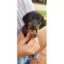 Hermosos Dachshund Miniatura