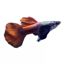 Pez Guppy Big Ears Red Tail 