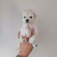 Se Vende Hermosos Cachorritos French Poodle Mini Toy