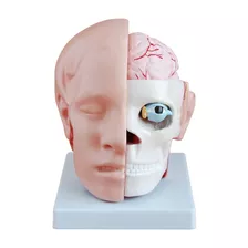 Modelo Anatômico Da Cabeça Com Cérebro