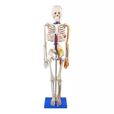 Esqueleto Humano 85cm Articulado Com Nervos Vasos Sanguíneos
