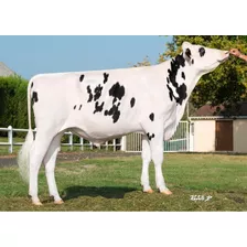 Semen Bovino Holstein - Naturel Gd