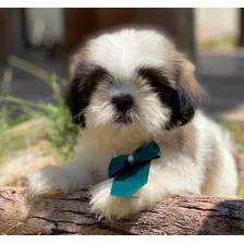 Shih Tzu Hembras Cachorras Shitzu 